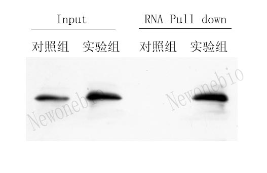 RNA PD-WB.jpg