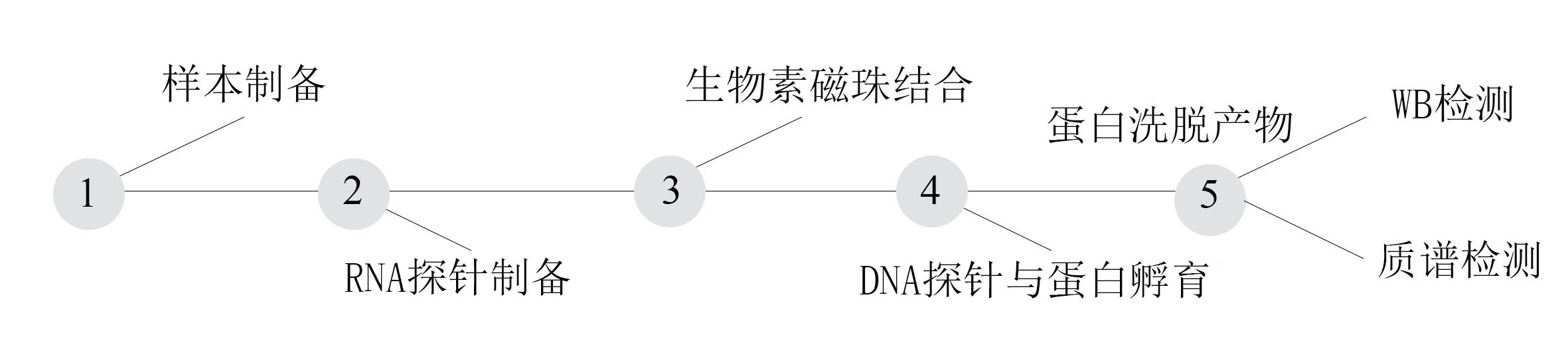 RNA PD实验流程.jpg