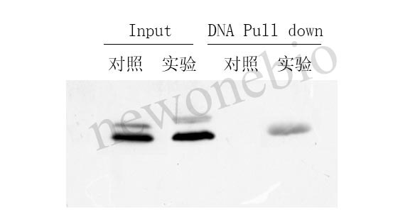 DNA PD-WB(1).jpg