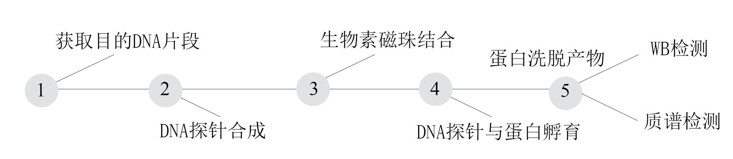 DNA PD实验流程.jpg